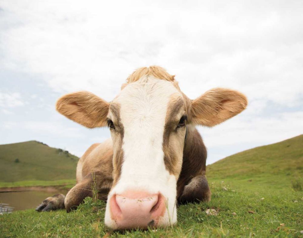Close Up I v2 no Cows Crop art print by Aledanda for $57.95 CAD