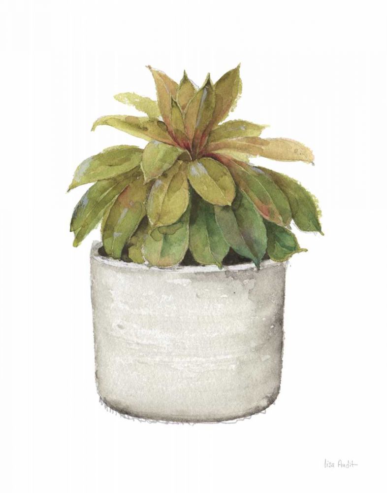 Mixed Greens Succulent III art print by Lisa Audit for $57.95 CAD