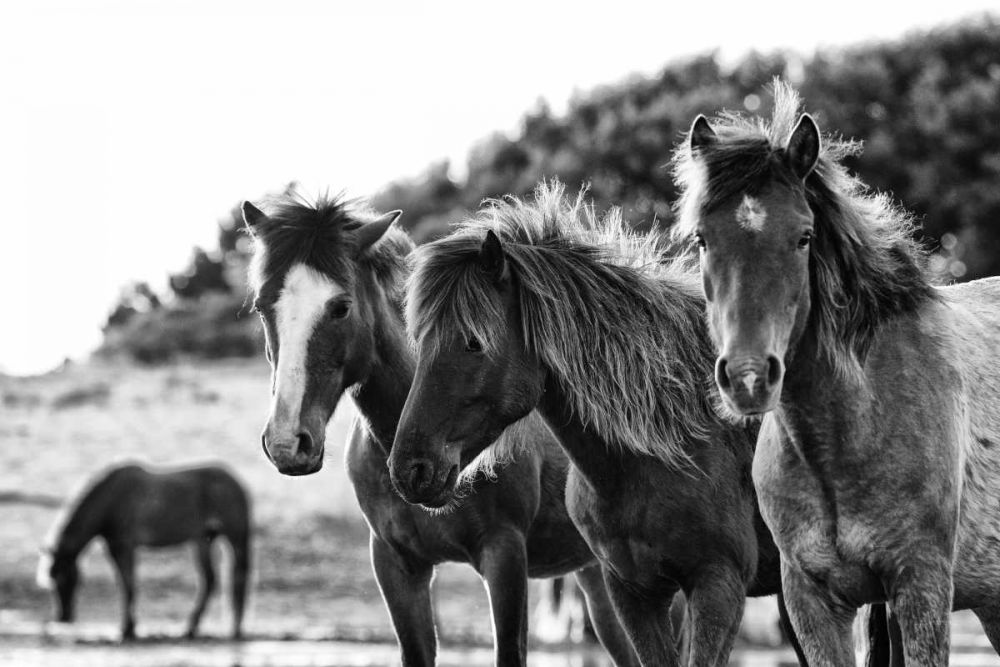 Horses Three art print by Aledanda for $57.95 CAD