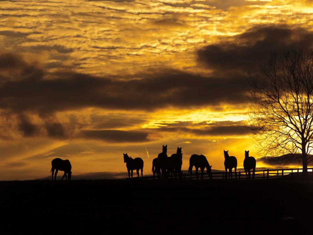Horses at Sunset art print by Aledanda for $57.95 CAD