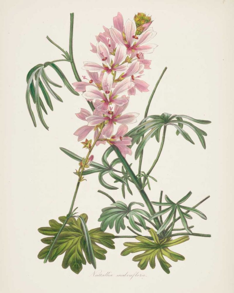 Antique Botanical LVII Cream art print by Wild Apple Portfolio for $57.95 CAD