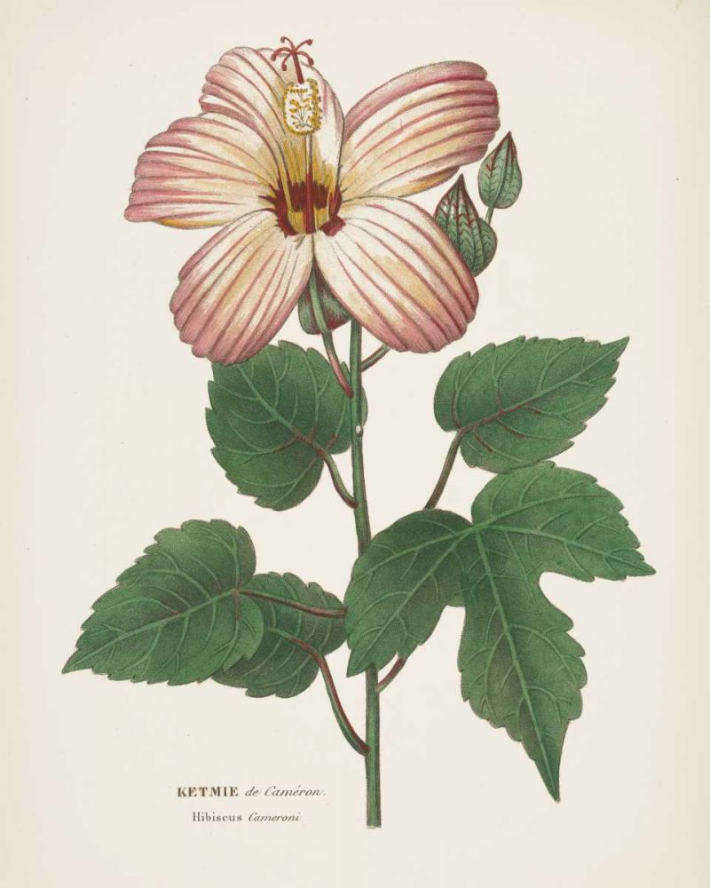 Antique Botanical XXVII Cream art print by Wild Apple Portfolio for $57.95 CAD