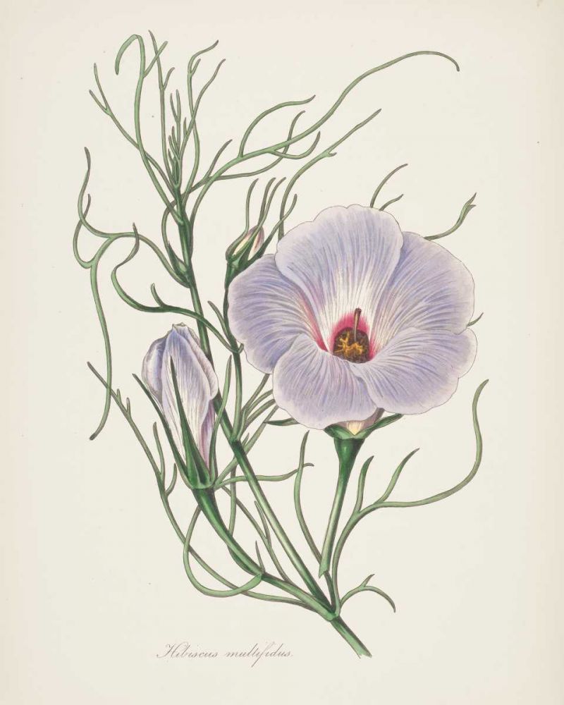 Antique Botanical XXX Cream art print by Wild Apple Portfolio for $57.95 CAD