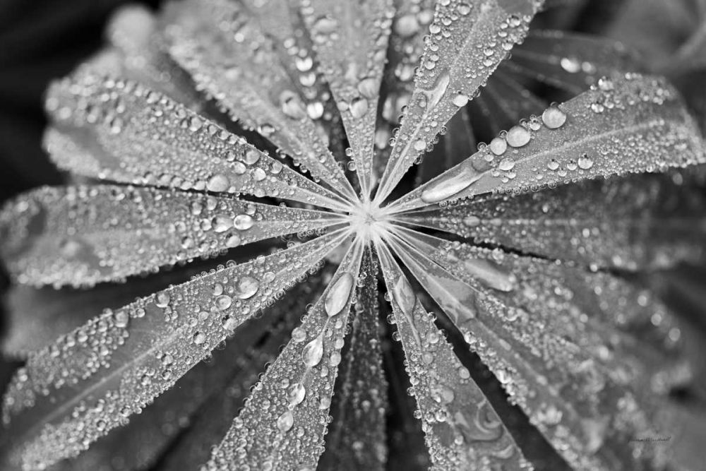 Raindrops on Lupine art print by Laura Marshall for $57.95 CAD