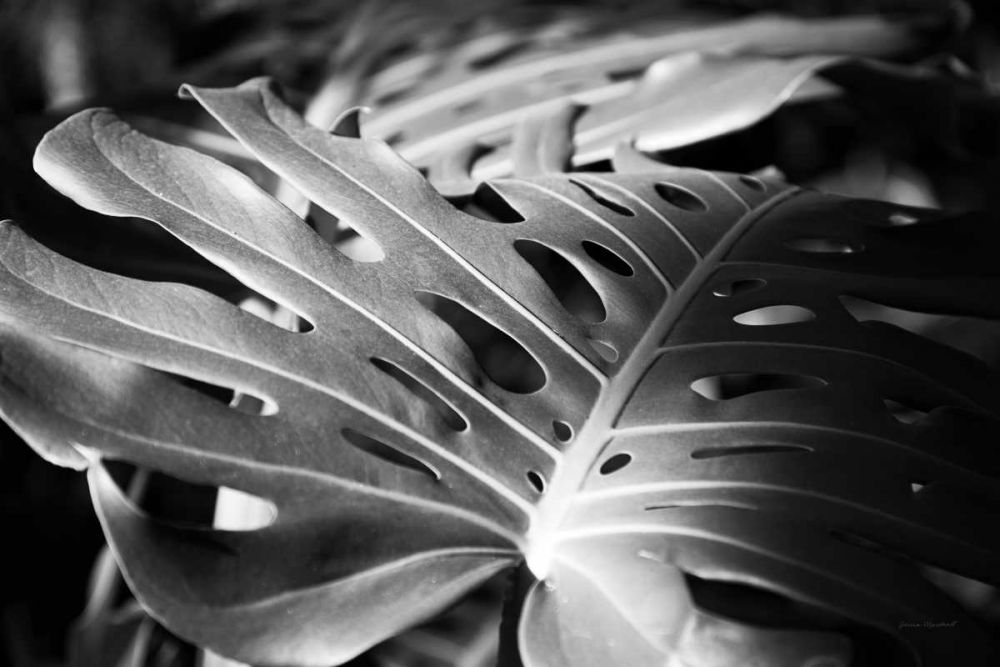 Philodendron art print by Laura Marshall for $57.95 CAD