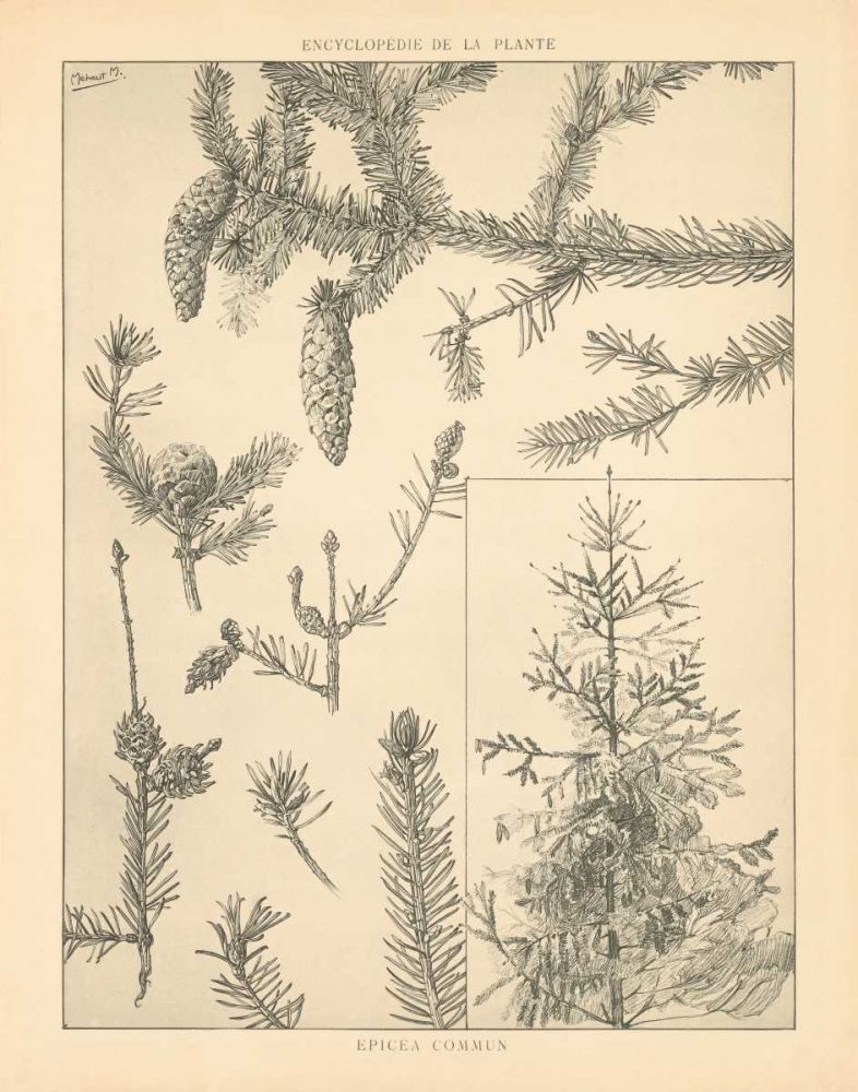 Vintage Tree Sketches I art print by Wild Apple Portfolio for $57.95 CAD