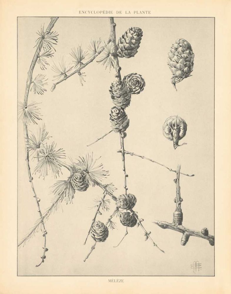 Vintage Tree Sketches II art print by Wild Apple Portfolio for $57.95 CAD