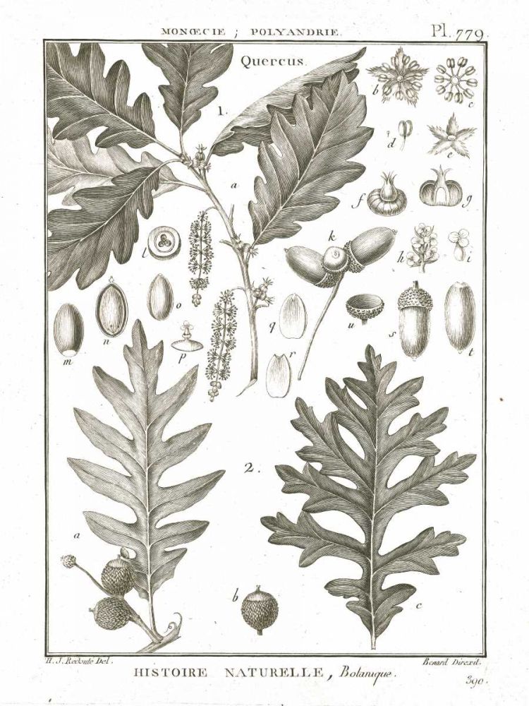 Histoire Naturelle Botanique I Light art print by Wild Apple Portfolio for $57.95 CAD