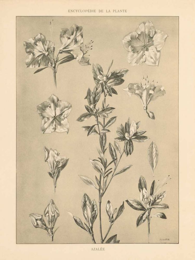 Lithograph Florals I art print by Wild Apple Portfolio for $57.95 CAD