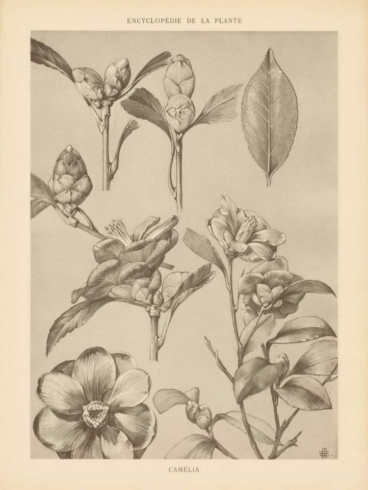 Lithograph Florals II art print by Wild Apple Portfolio for $57.95 CAD