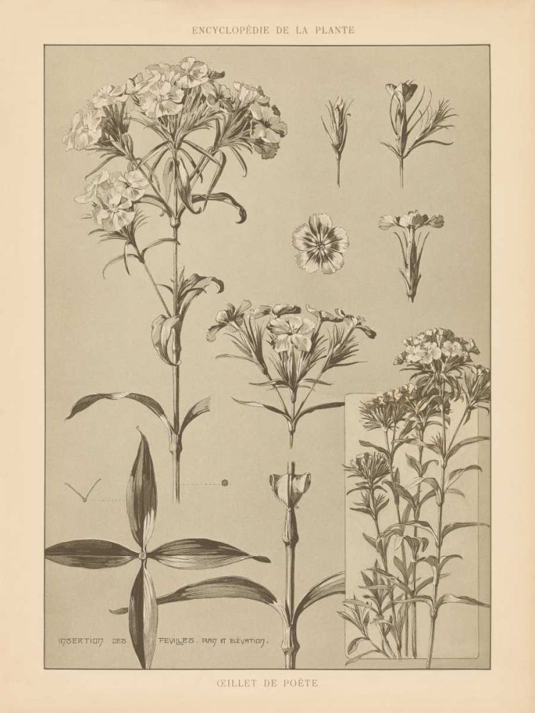 Lithograph Florals III art print by Wild Apple Portfolio for $57.95 CAD