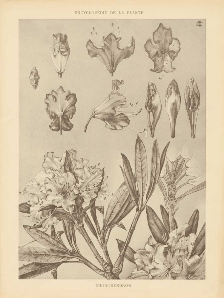 Lithograph Florals IV art print by Wild Apple Portfolio for $57.95 CAD