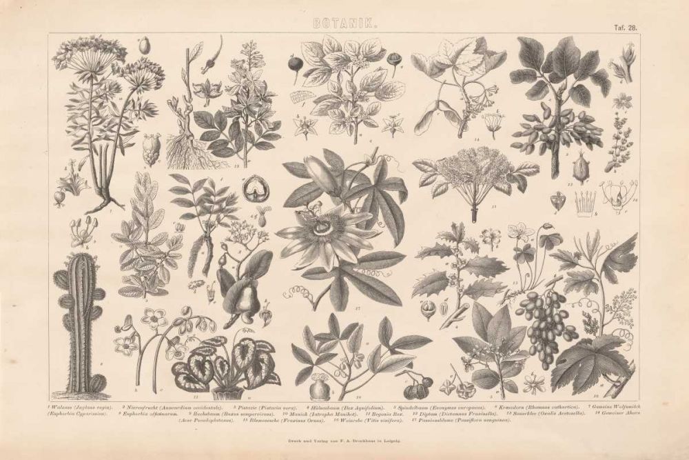 Botanik I Vintage art print by Wild Apple Portfolio for $57.95 CAD