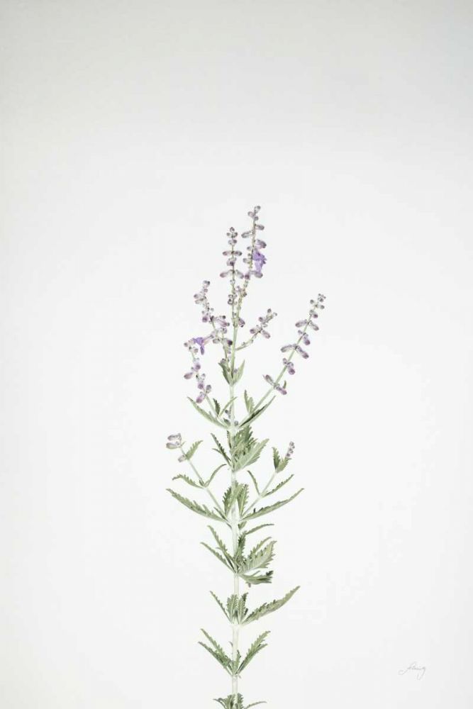 Simple Stems III art print by Felicity Bradley for $57.95 CAD