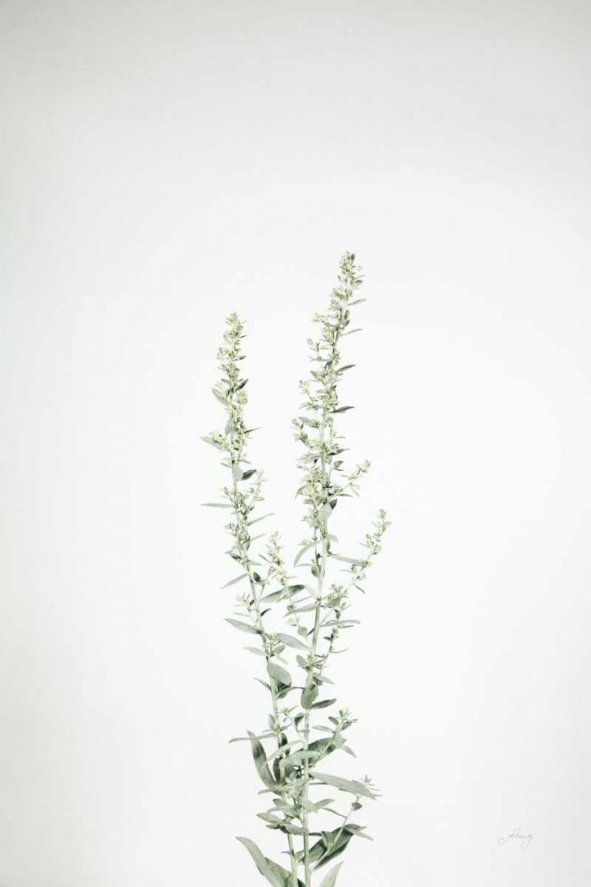 Simple Stems IV art print by Felicity Bradley for $57.95 CAD
