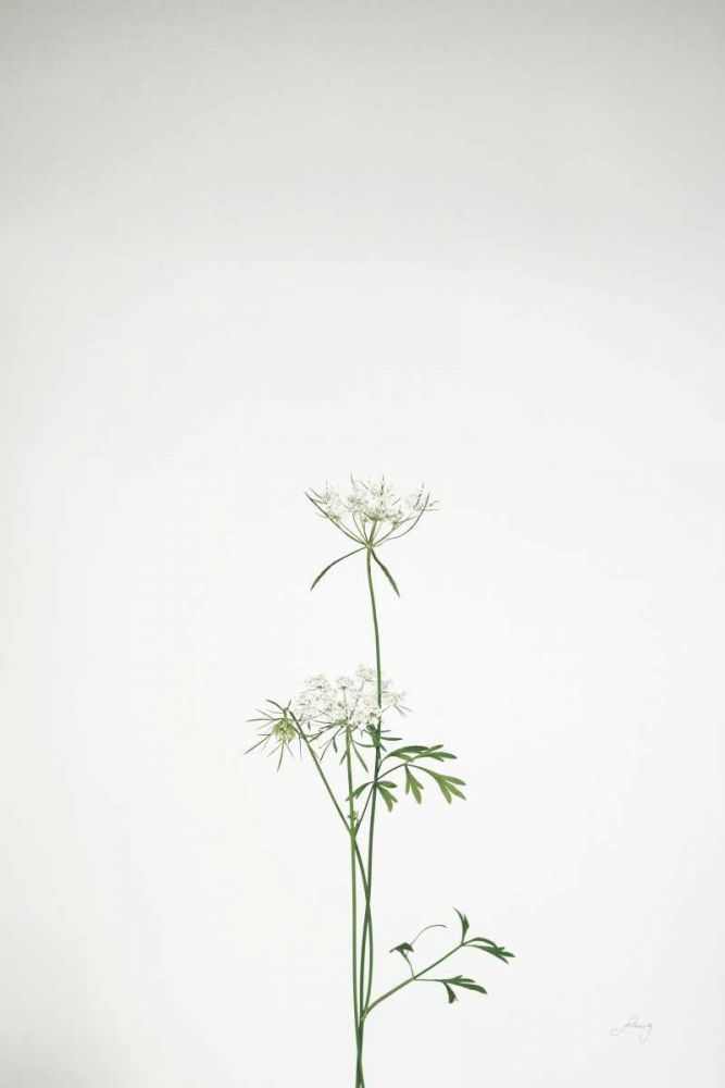 Simple Stems VI art print by Felicity Bradley for $57.95 CAD
