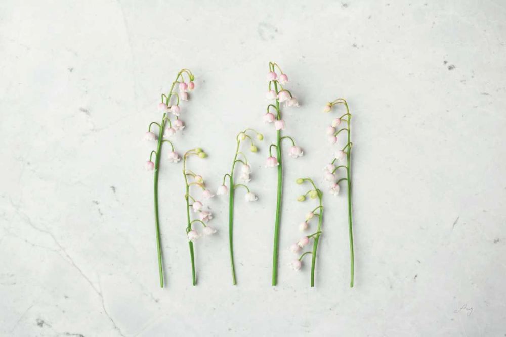 May Bell Blooms art print by Felicity Bradley for $57.95 CAD