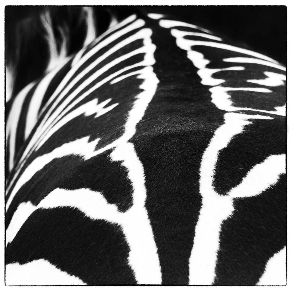 Zebra V art print by Debra Van Swearingen for $57.95 CAD