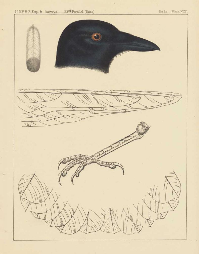 Bird Prints I art print by Wild Apple Portfolio for $57.95 CAD