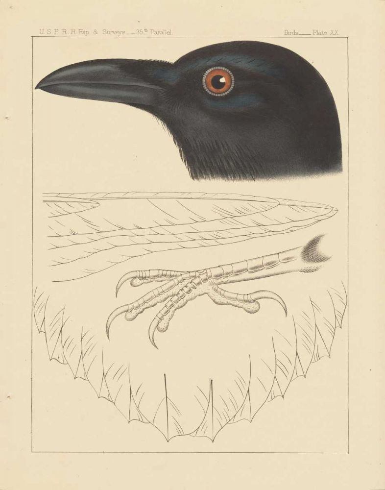 Bird Prints II art print by Wild Apple Portfolio for $57.95 CAD