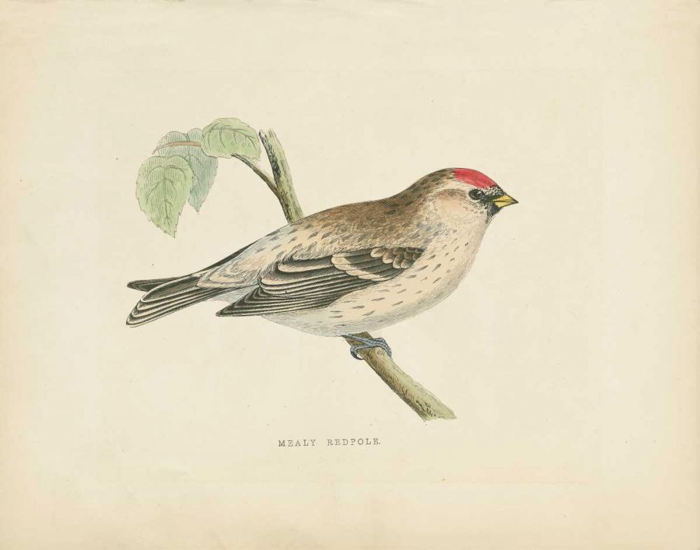 Mealy Redpole Print art print by Wild Apple Portfolio for $57.95 CAD