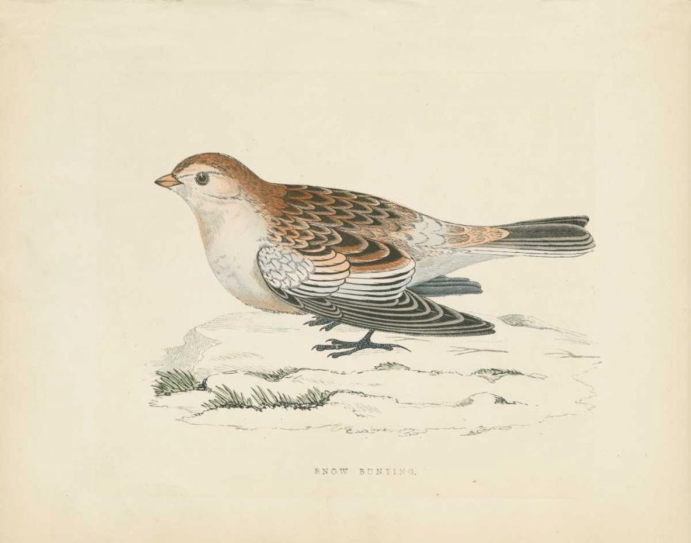 Snow Bunting Print art print by Wild Apple Portfolio for $57.95 CAD