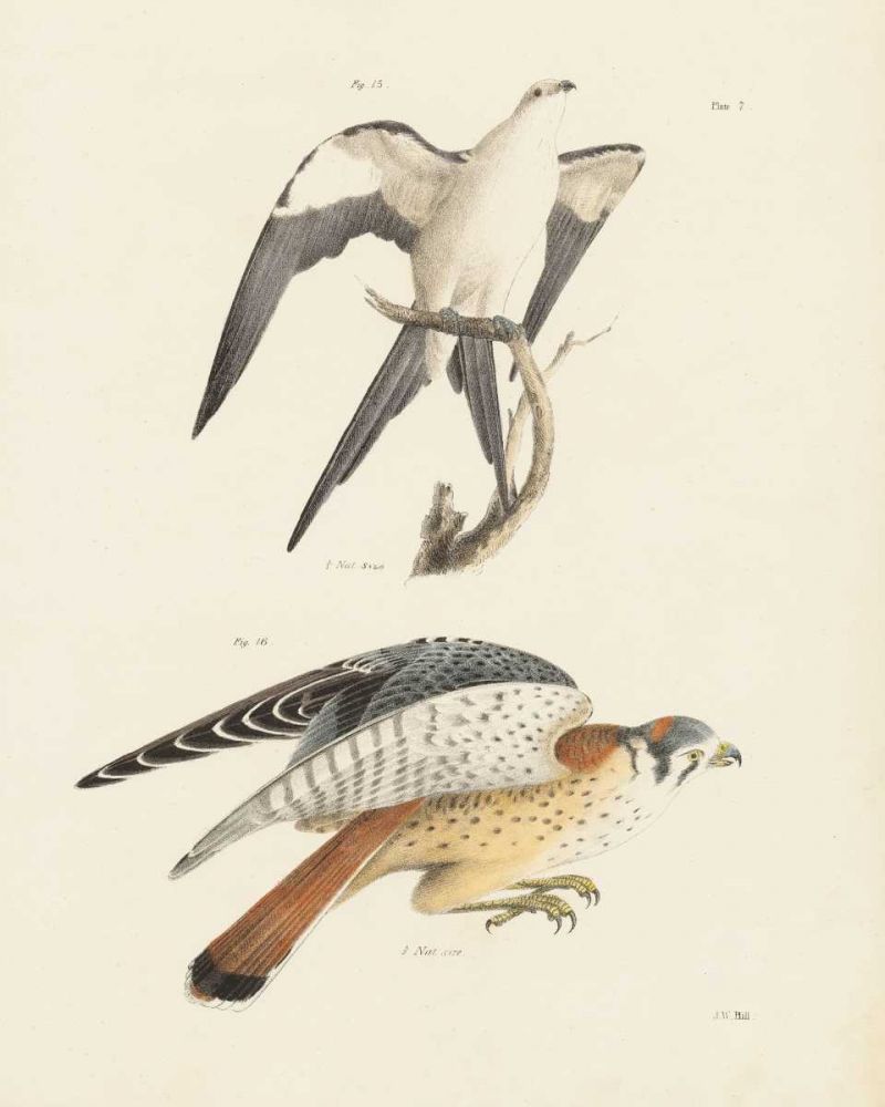 Birds of Prey I art print by Wild Apple Portfolio for $57.95 CAD
