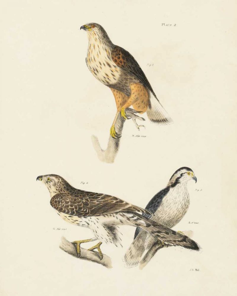 Birds of Prey II art print by Wild Apple Portfolio for $57.95 CAD