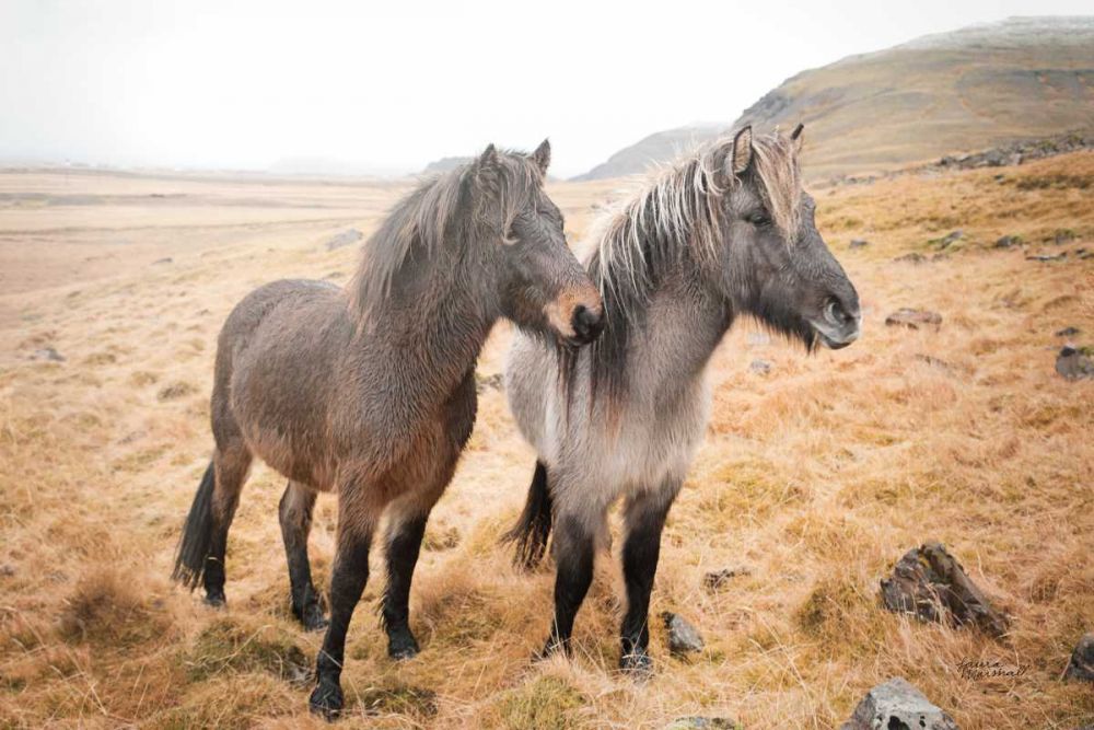 Bjarni and Imir I art print by Laura Marshall for $57.95 CAD