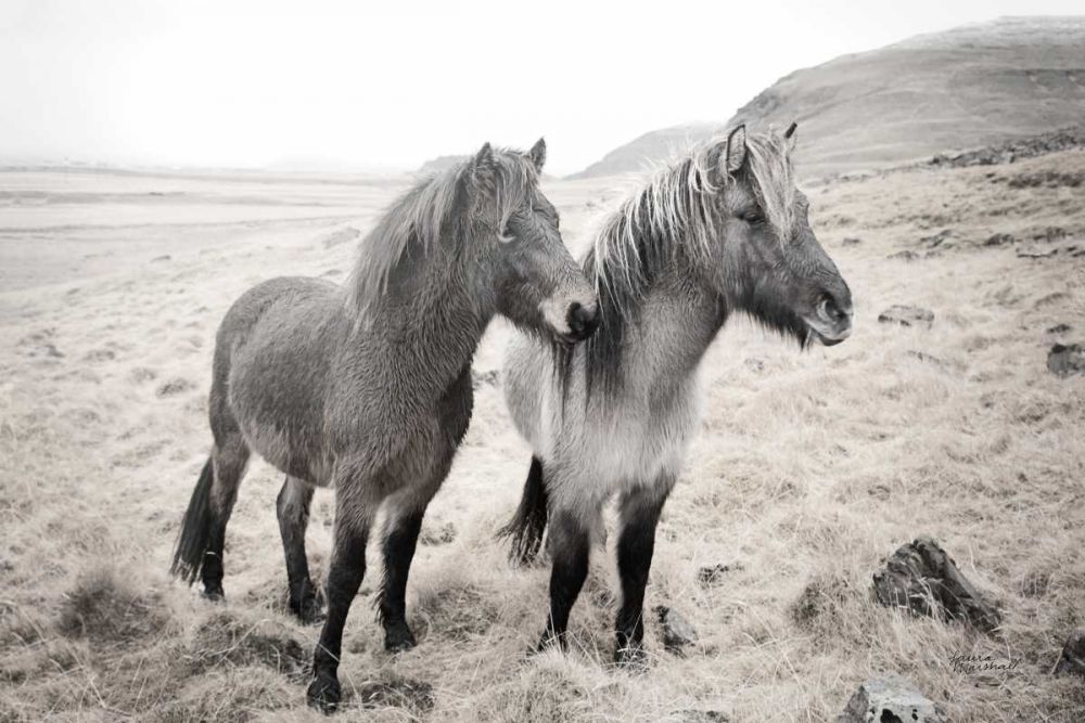 Bjarni and Imir I BW art print by Laura Marshall for $57.95 CAD
