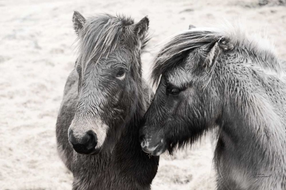 Bjarni and Imir II BW art print by Laura Marshall for $57.95 CAD