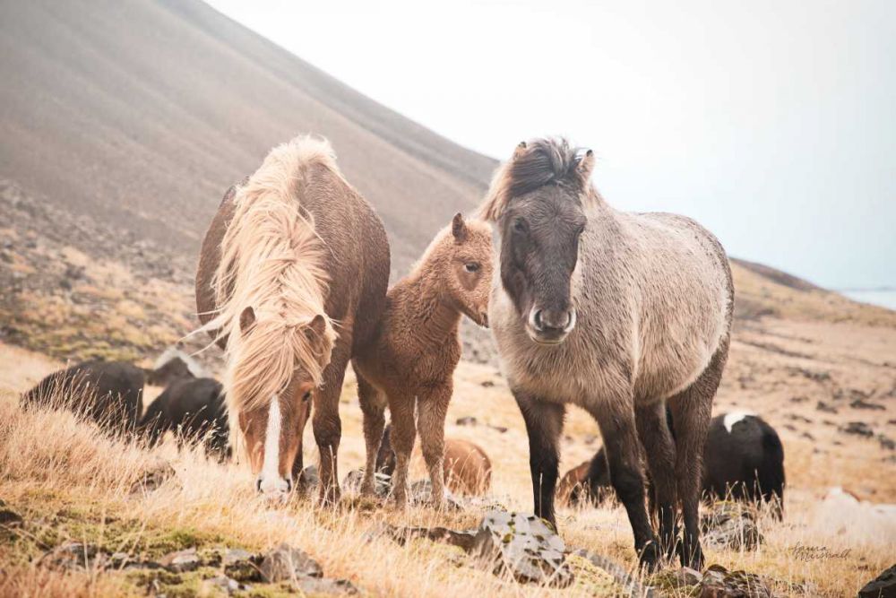Horses of Hofn I art print by Laura Marshall for $57.95 CAD