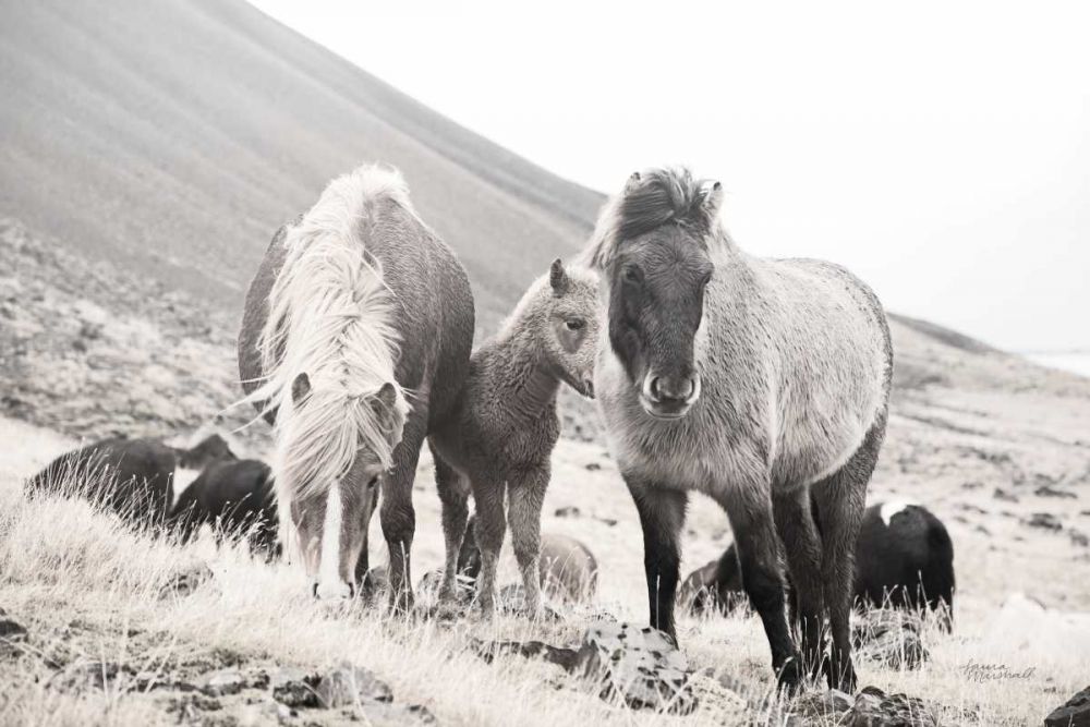 Horses of Hofn I BW art print by Laura Marshall for $57.95 CAD