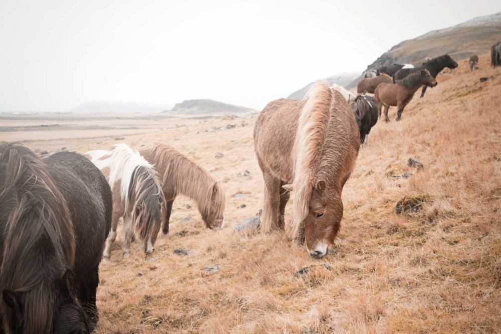 Horses of Hofn II art print by Laura Marshall for $57.95 CAD