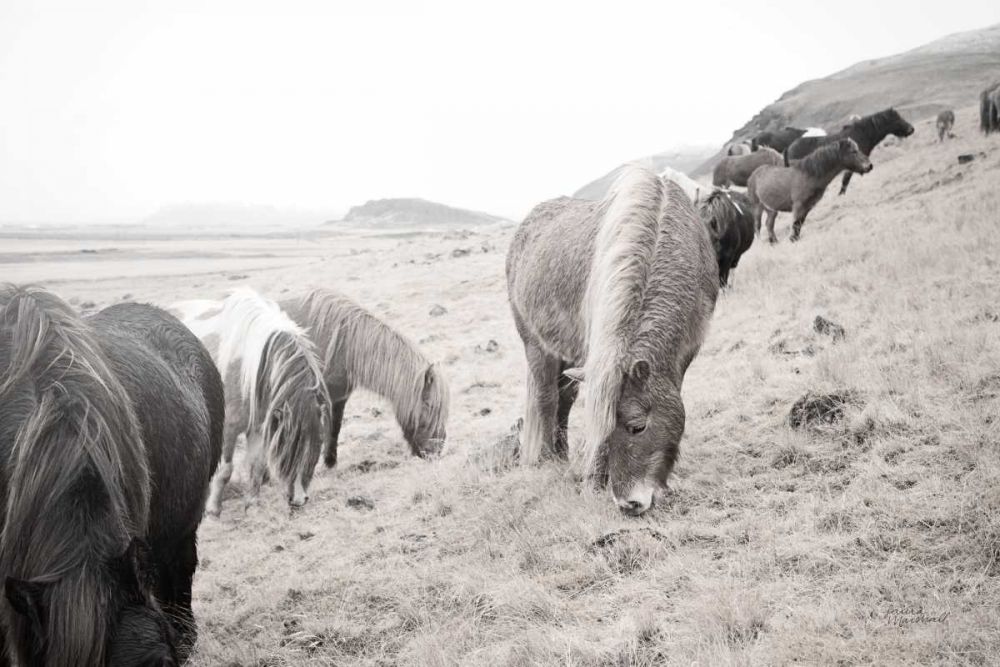 Horses of Hofn II BW art print by Laura Marshall for $57.95 CAD
