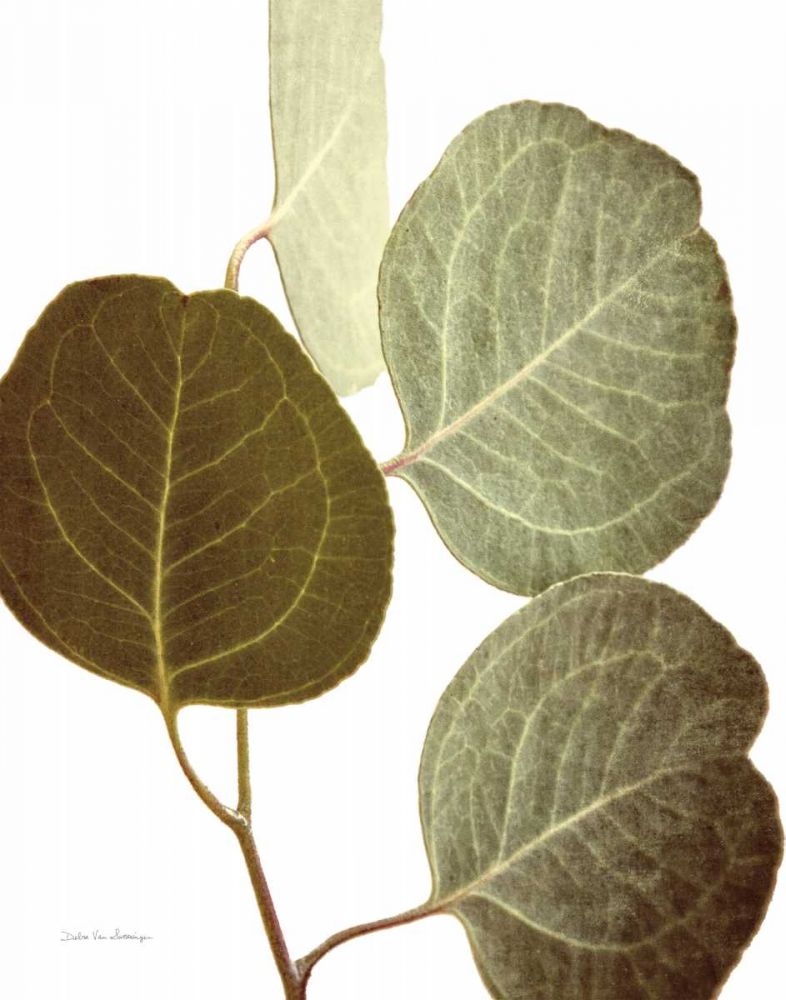 Eucalyptus Color on White art print by Debra Van Swearingen for $57.95 CAD