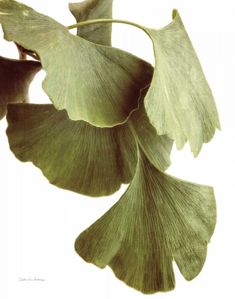 Ginko Color on White art print by Debra Van Swearingen for $57.95 CAD