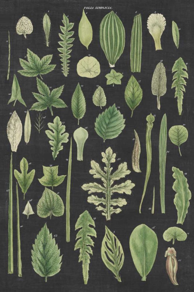 Assortment of Leaves II Charcoal Crop art print by Wild Apple Portfolio for $57.95 CAD