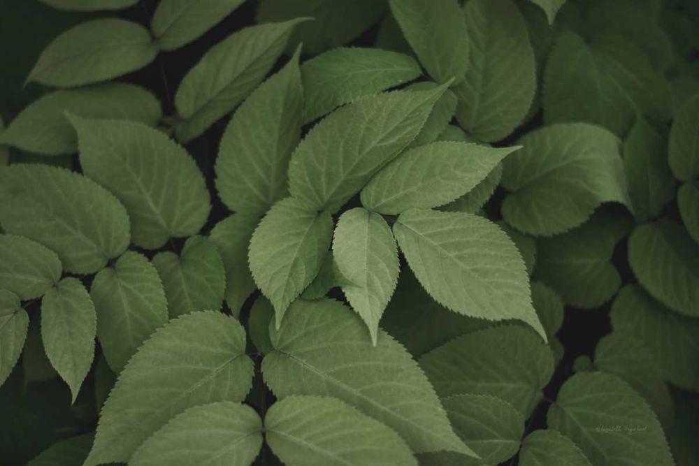 Leafy I art print by Elizabeth Urquhart for $57.95 CAD