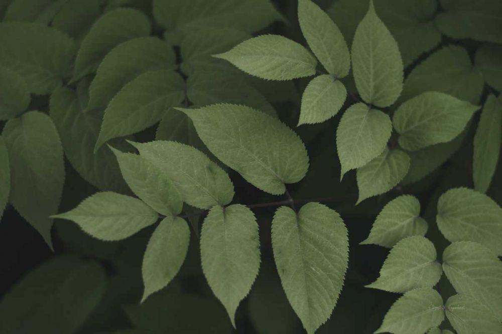 Leafy II art print by Elizabeth Urquhart for $57.95 CAD