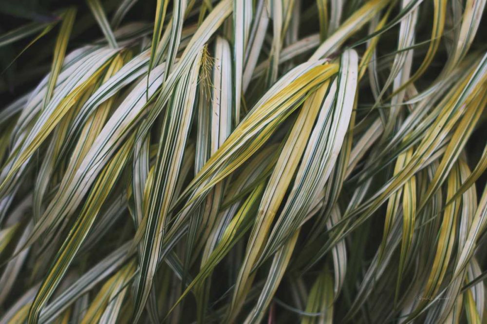 Leafy III art print by Elizabeth Urquhart for $57.95 CAD