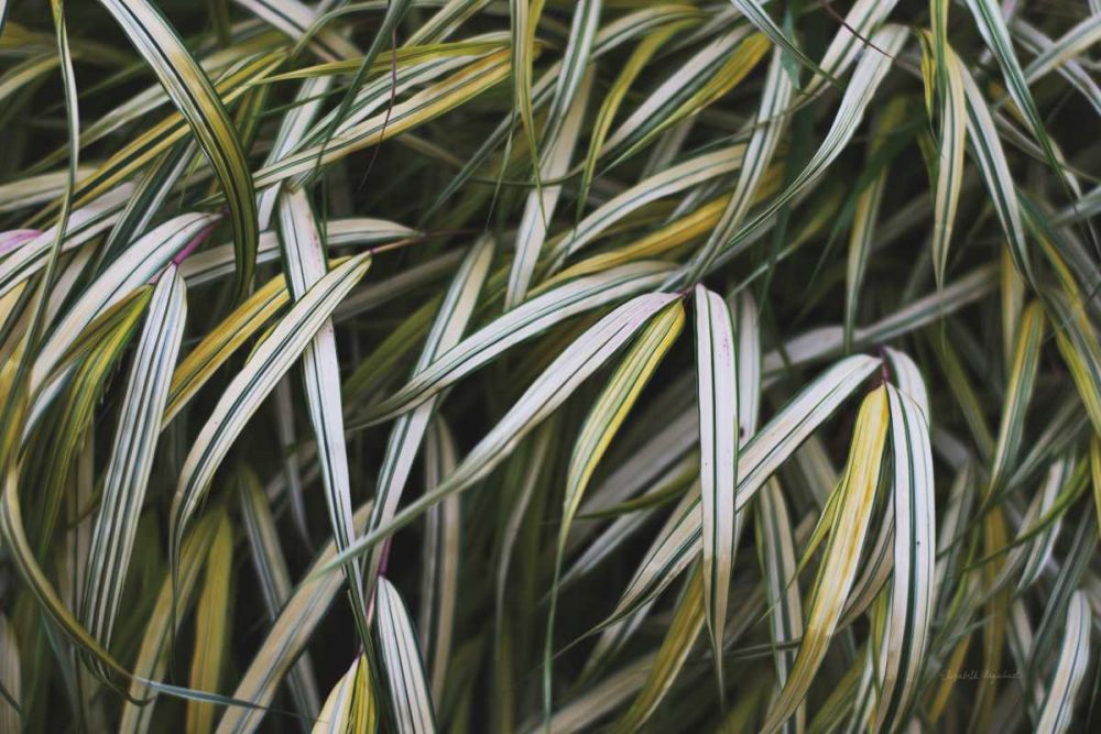 Leafy IV art print by Elizabeth Urquhart for $57.95 CAD