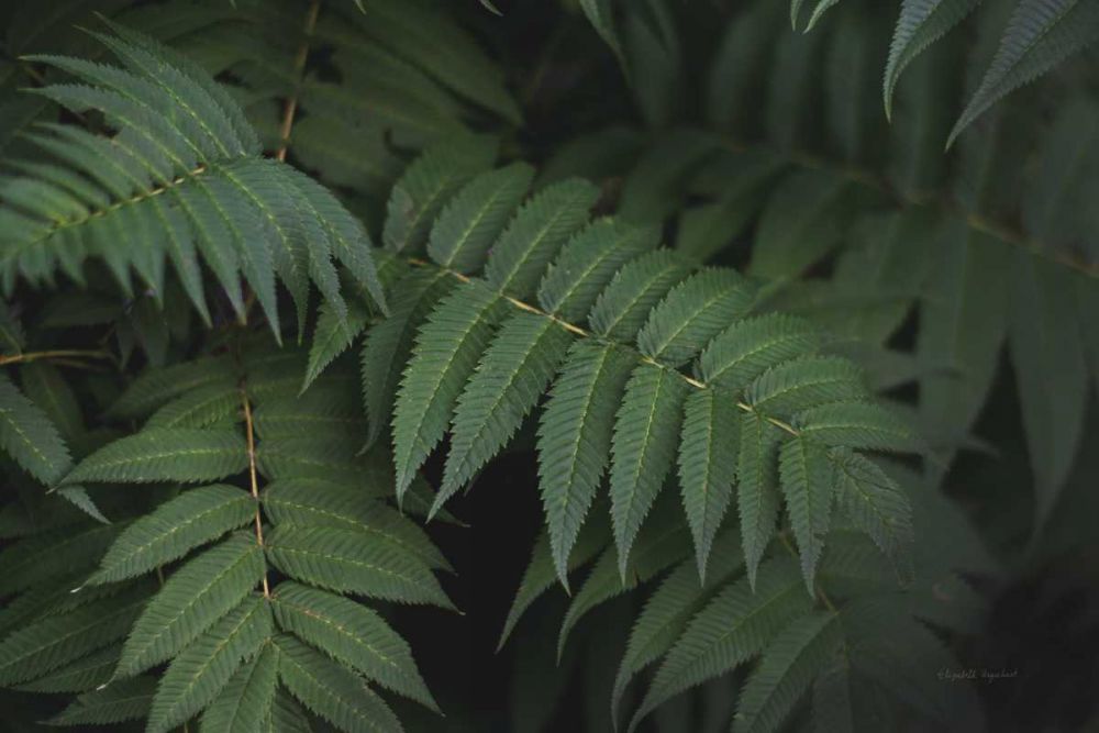 Leafy V art print by Elizabeth Urquhart for $57.95 CAD