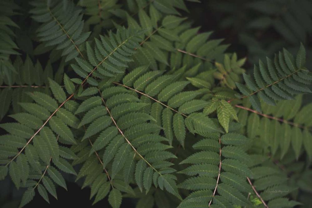 Leafy VI art print by Elizabeth Urquhart for $57.95 CAD