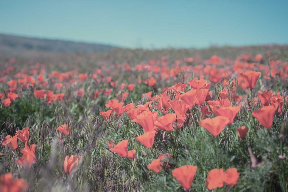 California Blooms I art print by Elizabeth Urquhart for $57.95 CAD