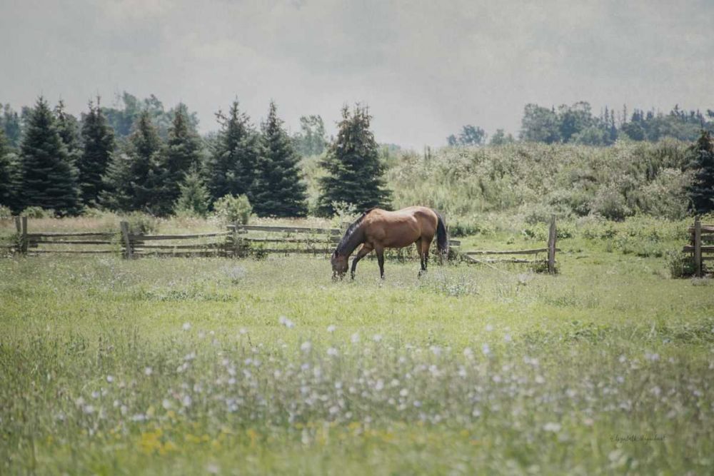 Sun Drenched II art print by Elizabeth Urquhart for $57.95 CAD
