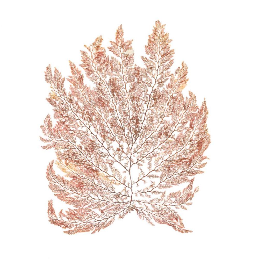 Pacific Sea Mosses I White Sq art print by Wild Apple Portfolio for $57.95 CAD