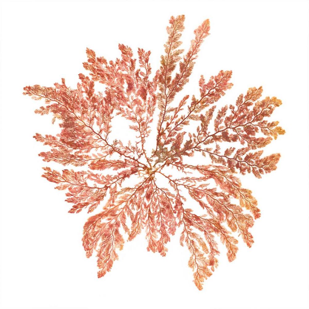 Pacific Sea Mosses IV White Sq art print by Wild Apple Portfolio for $57.95 CAD