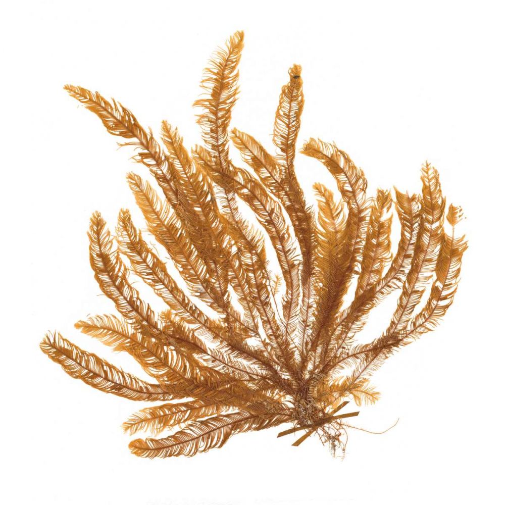 Pacific Sea Mosses VII White Sq art print by Wild Apple Portfolio for $57.95 CAD
