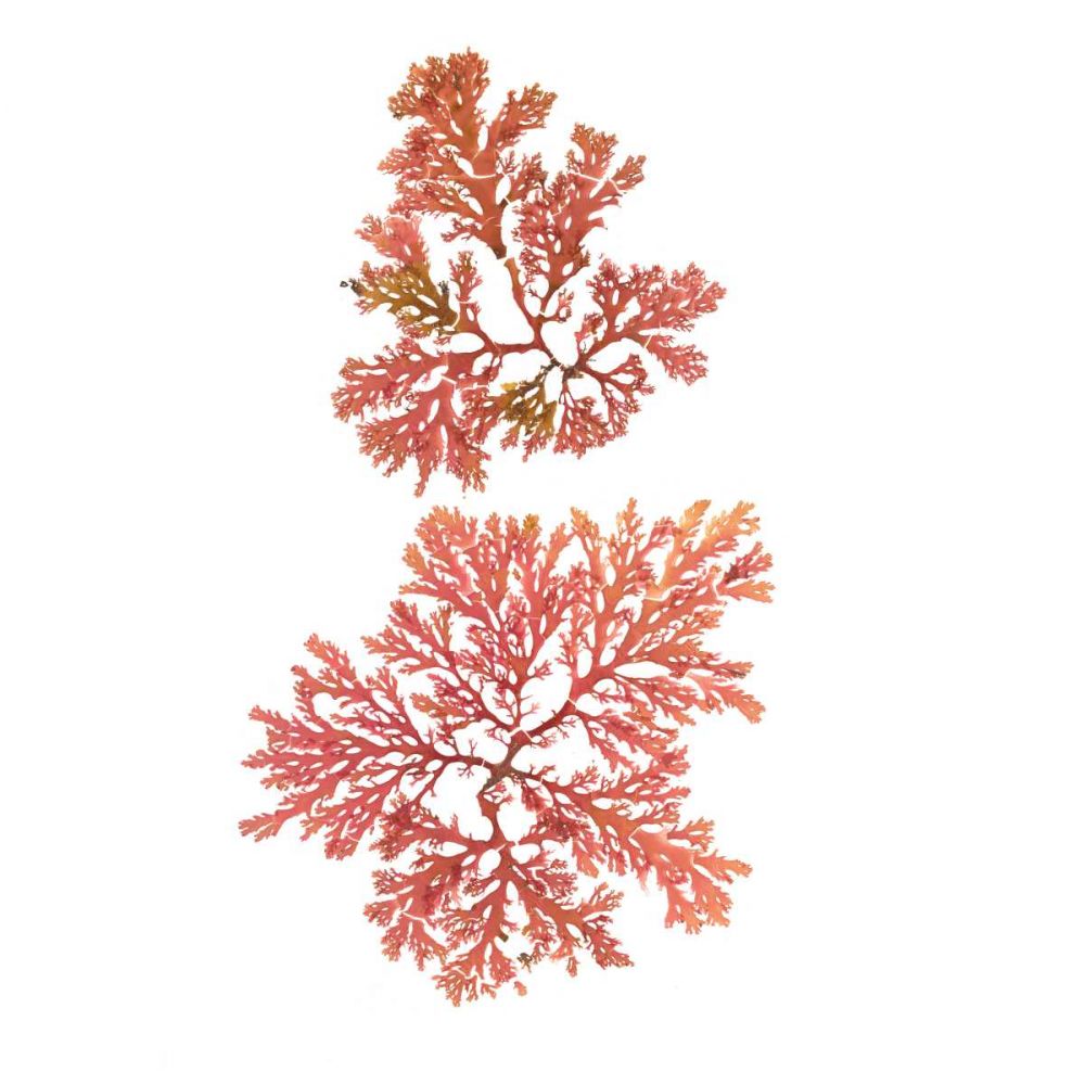 Pacific Sea Mosses VIII White Sq art print by Wild Apple Portfolio for $57.95 CAD